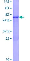 Human NDUFV2 Protein (Recombinant GST)
