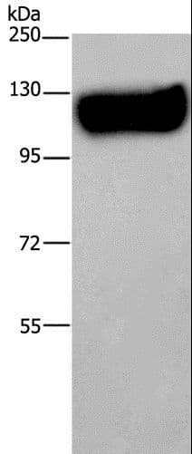Polyclonal Rabbit anti-Human MAG Antibody (IHC, WB)