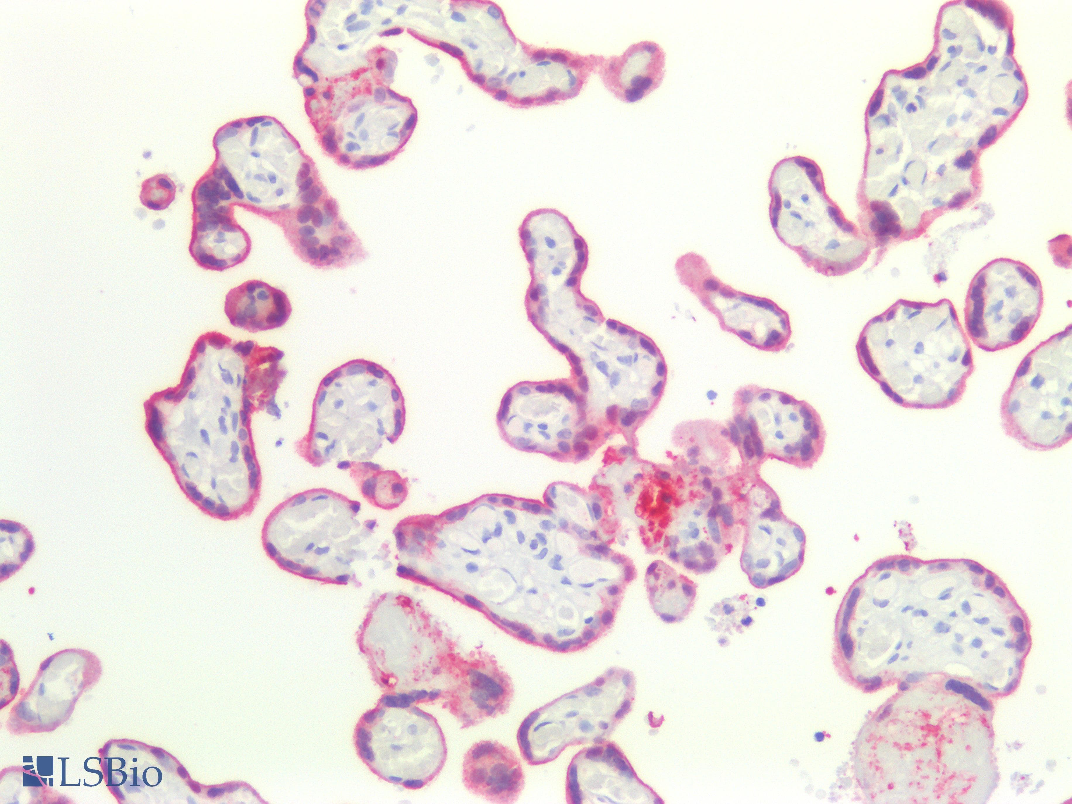 PathPlus™ ANXA1 / Annexin A1 Antibody (clone AHC0011)