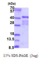 Human ELAVL2 / HUB Protein (Recombinant His)