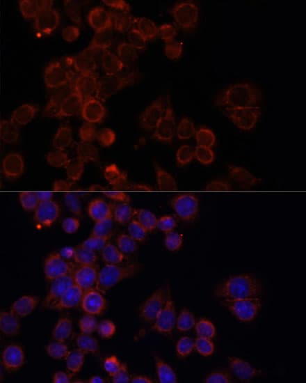 MTOR Antibody