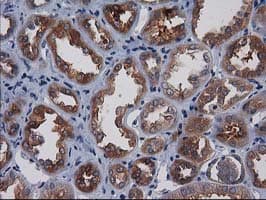 Gephyrin Antibody (clone OTI3C6)