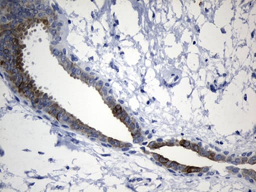 NAF-1 / CISD2 Antibody (clone OTI4D12, Carrier-free)