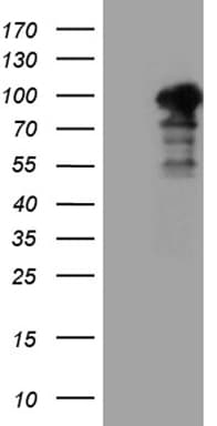 SH3BP1 Antibody (clone OTI3G1)