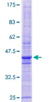 Human TMEM42 Protein (Recombinant GST)