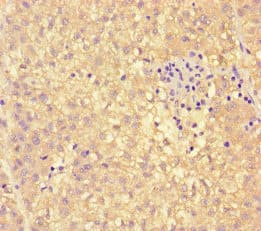 PEBP4 Antibody