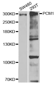 PCM1 Antibody