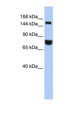 EEA1 Antibody (aa1188-1237)