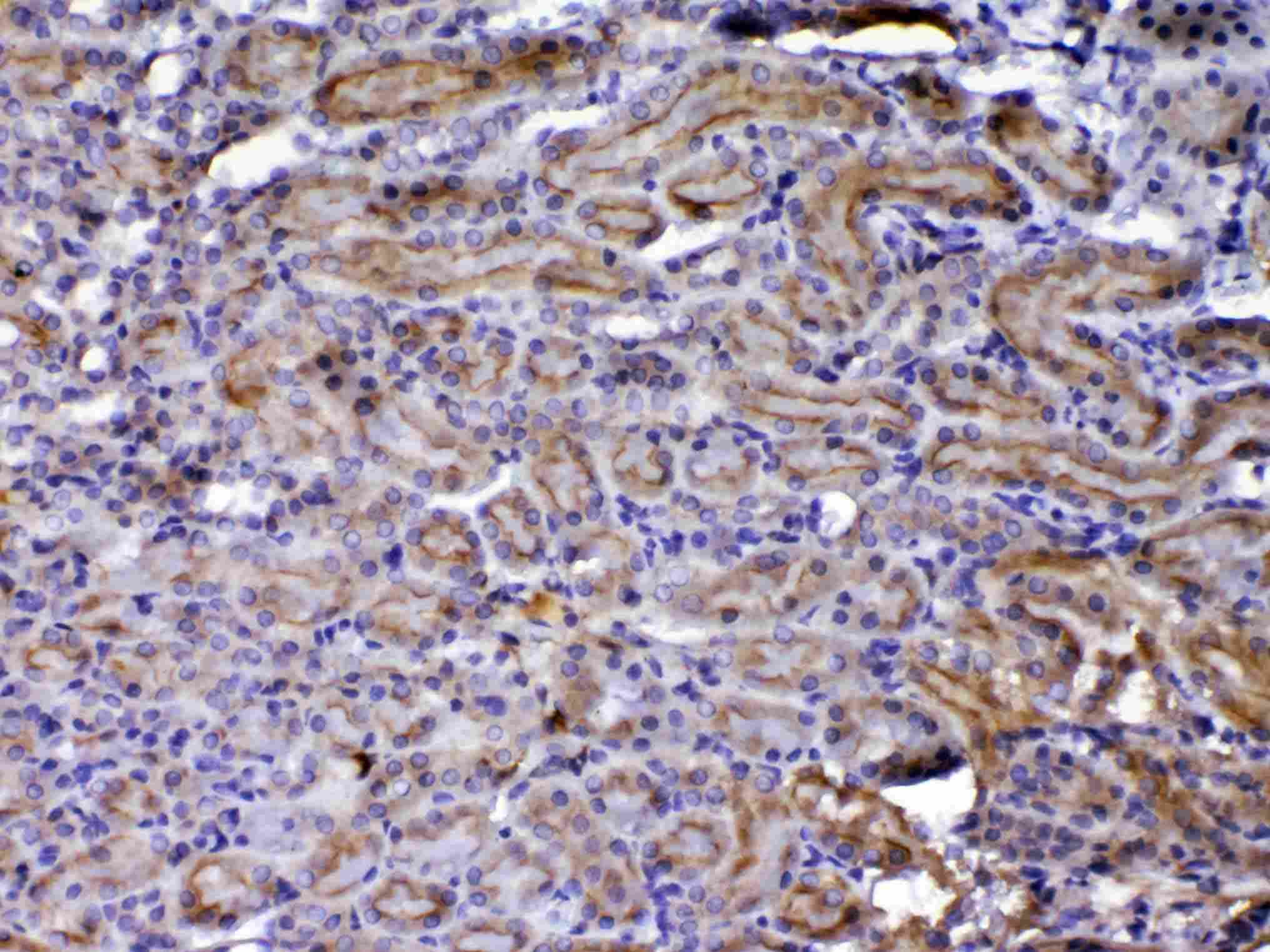 CCN3 / NOV Antibody
