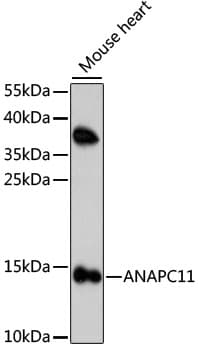 Polyclonal Rabbit anti-Human ANAPC11 / APC11 Antibody (WB)