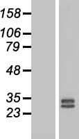 FGF3 Protein (Over-Expression Lysate Myc-DDK (Flag))