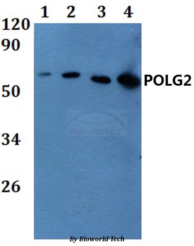 POLG2 Antibody
