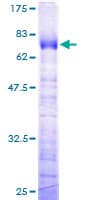 Human TCEA3 Protein (Recombinant GST)