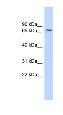 HDAC2 Antibody (C-Terminus)