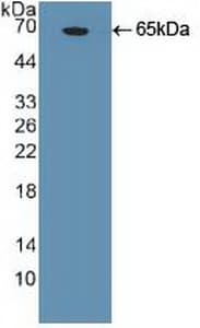 NANOG Antibody (aa1-305, PE)