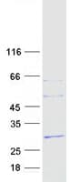 Human FNDC4 Protein (Recombinant Myc-DDK (Flag))