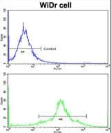 PDIA3 / ERp57 Antibody (aa192-220)
