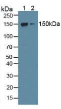 NOS1 / nNOS Antibody (aa53-247)