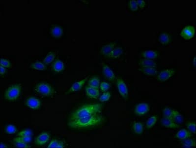 RNF24 Antibody (aa45-148)