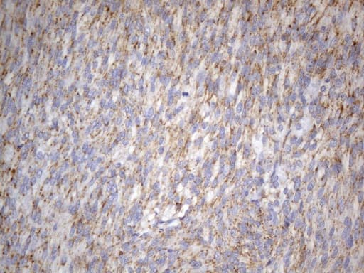 SDHB Antibody (clone UMAB268, Carrier-free)