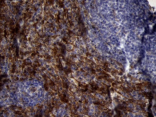 PRODH Antibody (clone OTI1H6)