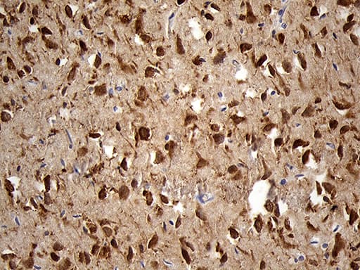 EEF1D Antibody (clone OTI4B9, Carrier-free)