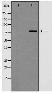 CCNF / Cyclin F Antibody