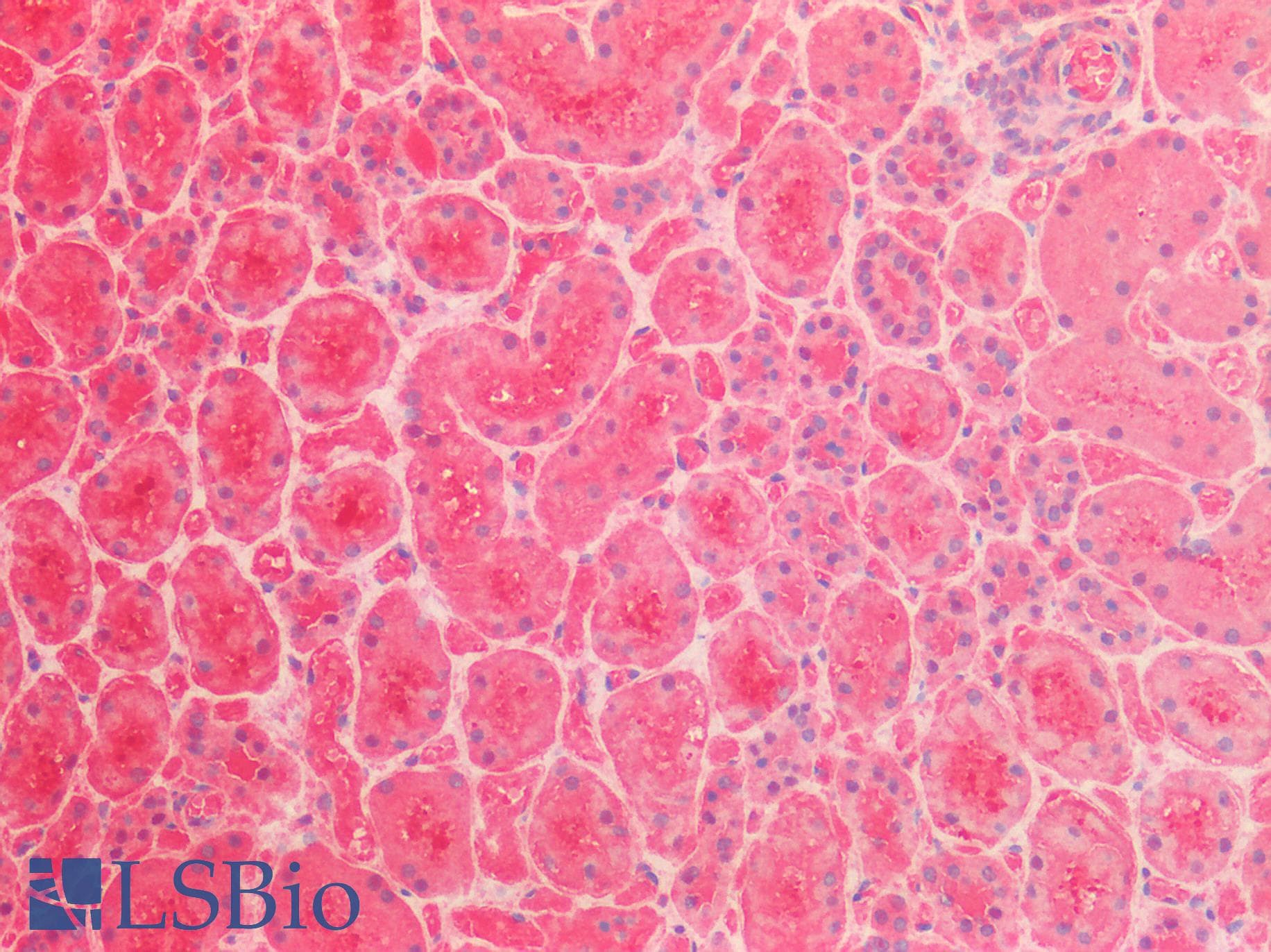 IHC-plus™ LDHB / Lactate Dehydrogenase B Antibody (aa297-310)