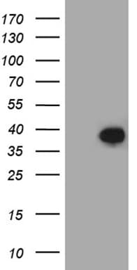 FAM151B Antibody (clone OTI1F5, Carrier-free)