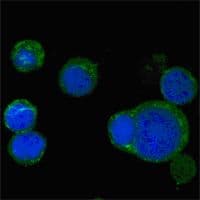 WNT5A Antibody (clone 6F2)