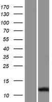 SPAG11A Protein (Over-Expression Lysate Myc-DDK (Flag))