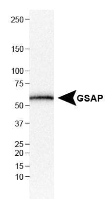 GSAP / PION Antibody