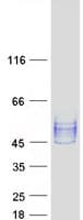 Human NPTN / SDR1 Protein (Recombinant Myc-DDK (Flag))