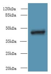 Polyclonal Rabbit anti-Human TNFSF12 / TWEAK Antibody (IHC, WB)