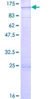 Human EFHC2 Protein (Recombinant GST)