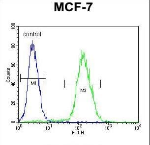 ABHD11 Antibody (aa176-205)