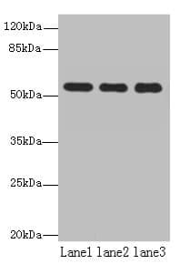 TBC1D22A Antibody