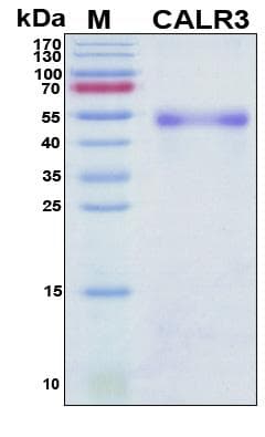 Human CALR3 Protein (Recombinant His, N-Terminal)