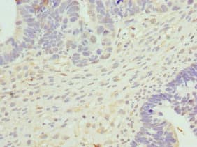 CYTH2 / Cytohesin 2 Antibody