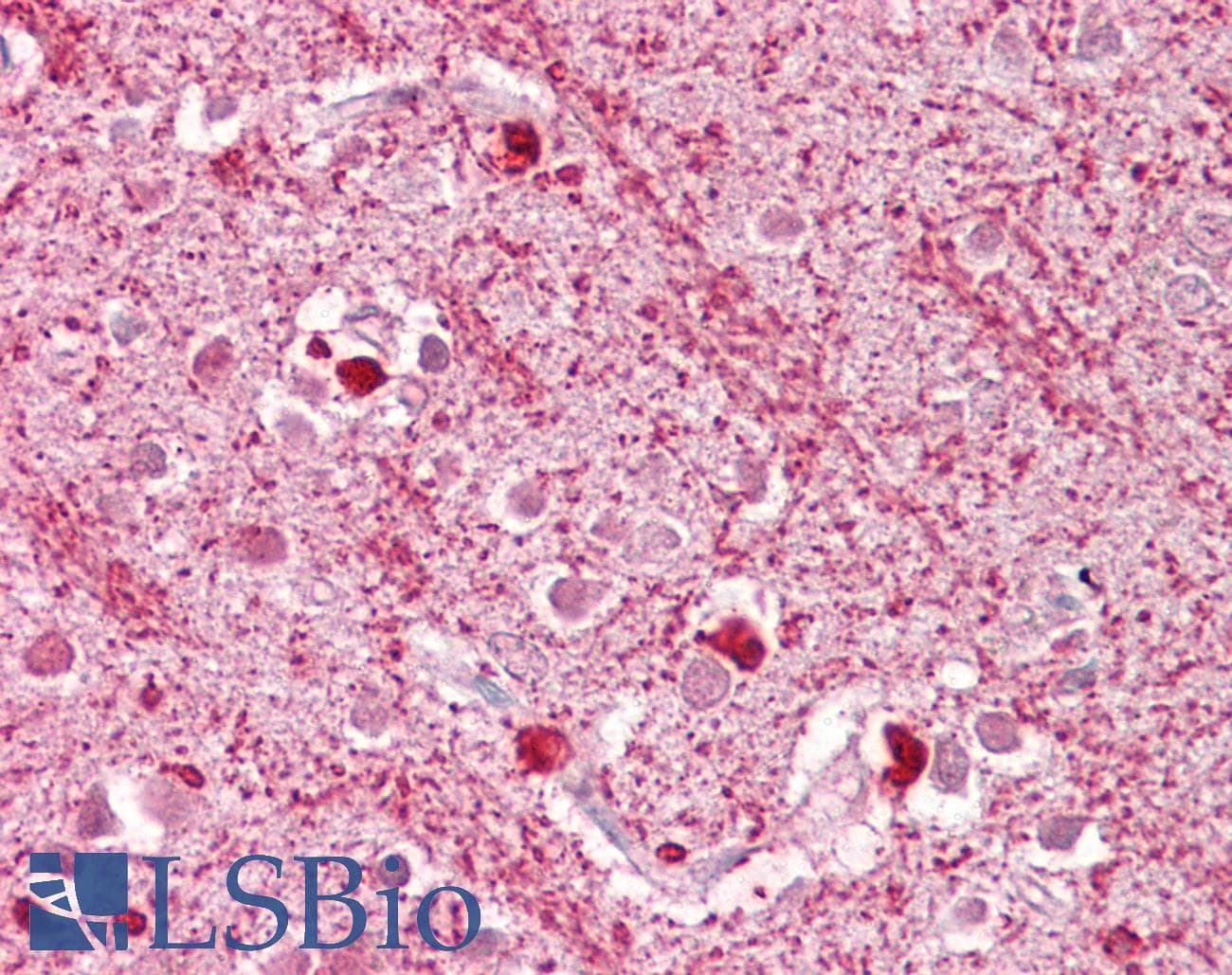 IHC-plus™ DAP3 Antibody (aa387-398)