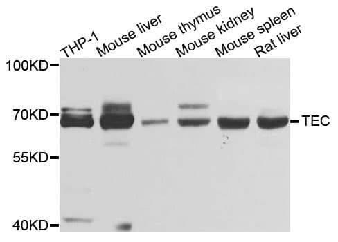 TEC Antibody