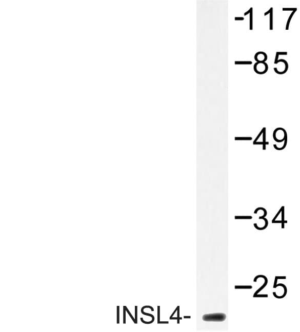 INSL4 Antibody (Leu79)