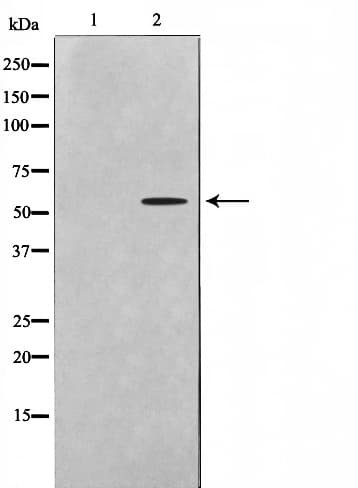DOK7 Antibody
