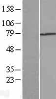 TGFBI Protein (Over-Expression Lysate Myc-DDK (Flag))
