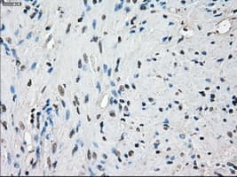 PPP5C Antibody (clone OTI3G1)