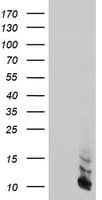 FXYD3 Antibody (clone OTI4E3, Carrier-free)