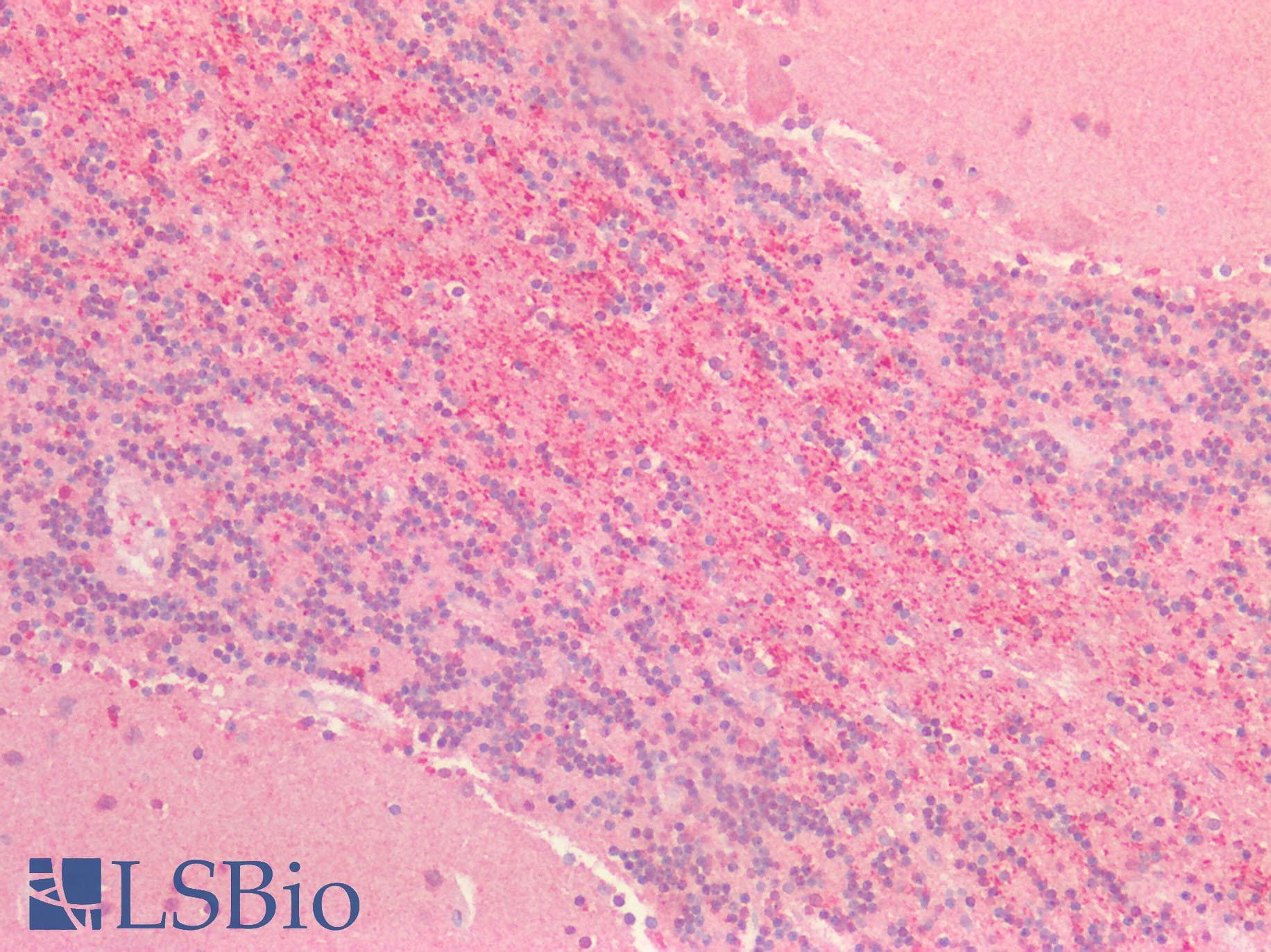Polyclonal Rabbit anti-Human SIRPA / CD172a Antibody (aa31-373, IHC, IF)