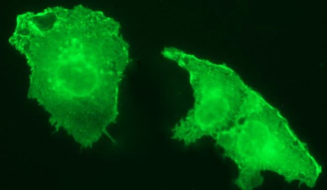 ICAM3 / CD50 Antibody (clone OTI1C2)