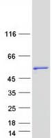 Human CLNK Protein (Recombinant Myc-DDK (Flag))