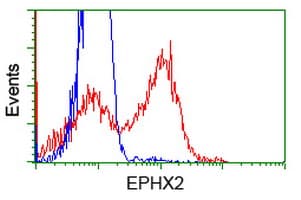 EPHX2 / Epoxide Hydrolase 2 Antibody (clone OTI2G2)